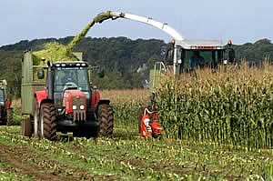 forage maize